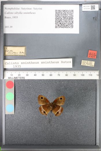Media type: image;   Entomology 102784